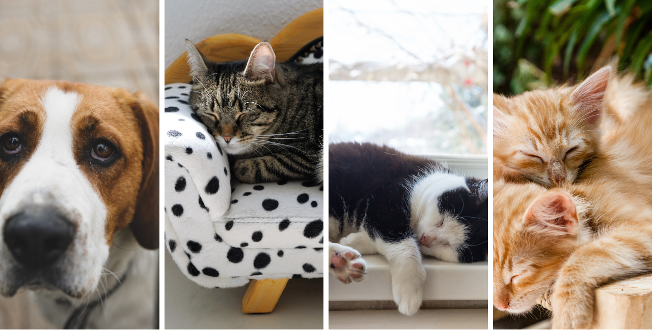 Plush Purr™ | Cozy Comfort Winter Warm Beds for Happy Pets